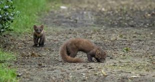 Liefst vijf boommarters gespot in het Elzenbos in Stabroek
