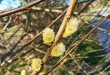 Bewondering - Gedicht over de natuur