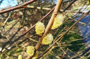 Bewondering - Gedicht over de natuur