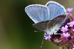 Een warme oproep: stuur ons mooie foto's van bestuivende insecten op bloemen