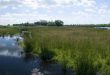 Gratis gegidste wandeling ontdek onze natte natuur