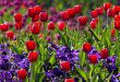 Mei wat moet er deze maand gebeuren in de tuin