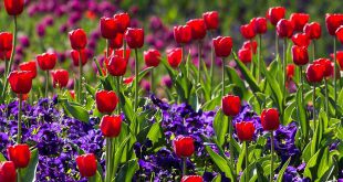 Mei wat moet er deze maand gebeuren in de tuin