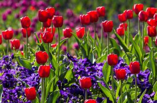 Mei wat moet er deze maand gebeuren in de tuin