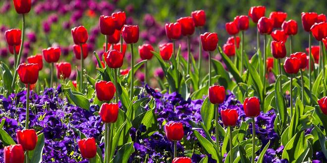 Mei wat moet er deze maand gebeuren in de tuin