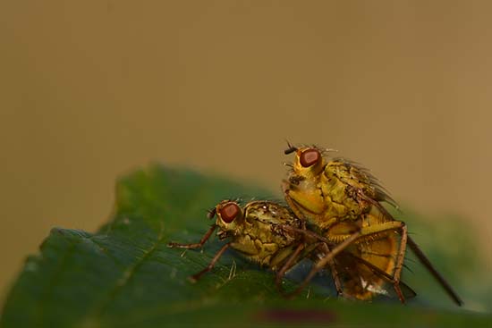 Fotowedstrijd 'Week van de Bij": de 5 winnaars zijn bij-zonder goed!