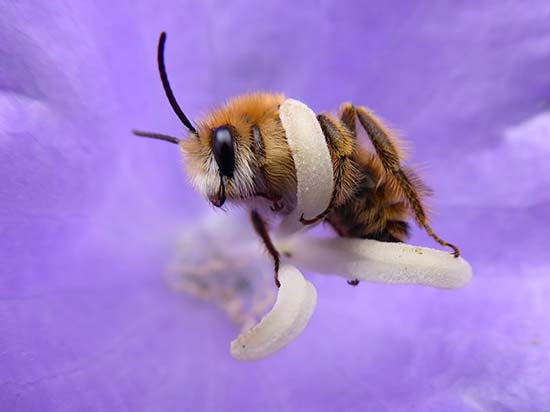 Fotowedstrijd 'Week van de Bij": de 5 winnaars zijn bij-zonder goed!