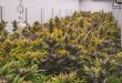 Belangrijke drugsvangsten in Brasschaat