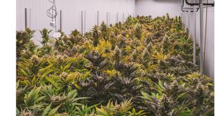 Belangrijke drugsvangsten in Brasschaat