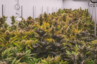 Belangrijke drugsvangsten in Brasschaat