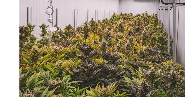 Belangrijke drugsvangsten in Brasschaat