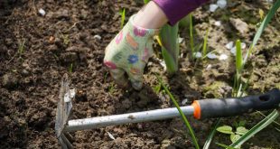 https://www.noordernieuws.be/wp-content/uploads/2025/06/Juni-wat-moet-er-deze-maand-gebeuren-in-de-tuin.jpg