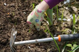 https://www.noordernieuws.be/wp-content/uploads/2025/06/Juni-wat-moet-er-deze-maand-gebeuren-in-de-tuin.jpg