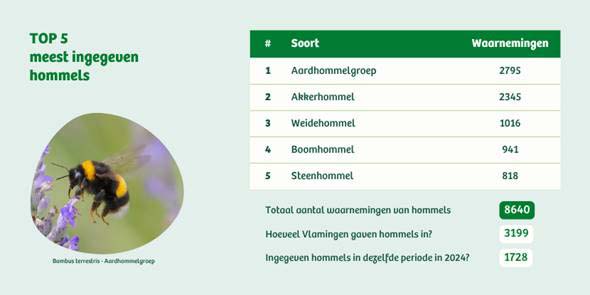 Resultaten Hommelweekend: veel hommels gezien tijdens een zonnig weekend