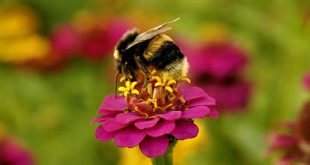 Resultaten Hommelweekend: veel hommels gezien tijdens een zonnig weekend