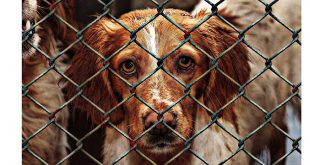 Vlaams Dierenminister Ben Weyts voorziet ook dit jaar structurele steun voor asielen in Brasschaat 2
