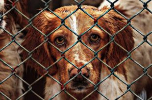 Vlaams Dierenminister Ben Weyts voorziet ook dit jaar structurele steun voor asielen in Brasschaat 2