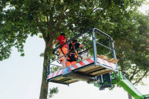 Wuustwezel plaatst 100 nieuwe vleermuiskasten in strijd tegen eikenprocessierups 2