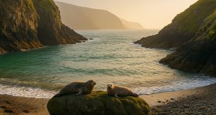Vakantie Zuid-West-Wales - Zeehonden op rots in baai