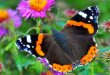 Zijn er dit jaar meer insecten dan vorig jaar