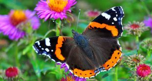 Zijn er dit jaar meer insecten dan vorig jaar