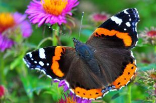 Zijn er dit jaar meer insecten dan vorig jaar