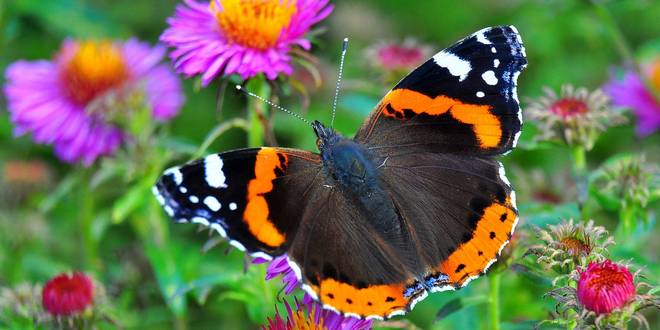 Zijn er dit jaar meer insecten dan vorig jaar