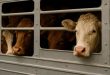 dierenleed slachthuizen onderweg