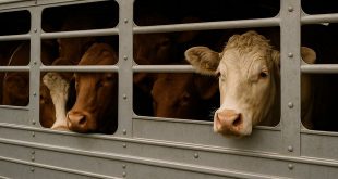 dierenleed slachthuizen onderweg
