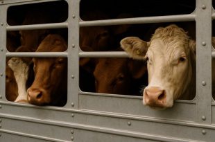 dierenleed slachthuizen onderweg