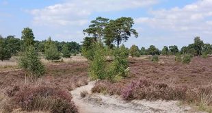 GroenRand vraagt meer duidelijkheid over verbinding Schietvelden