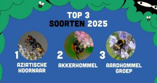 Insectenzomer 2025 2,2 miljoen waarnemingen, met Aziatische hoornaar op kop