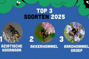 Insectenzomer 2025 2,2 miljoen waarnemingen, met Aziatische hoornaar op kop