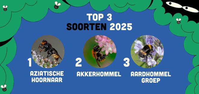 Insectenzomer 2025 2,2 miljoen waarnemingen, met Aziatische hoornaar op kop